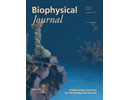 Crowding of molecular motors determines microtubule depolymerization 
